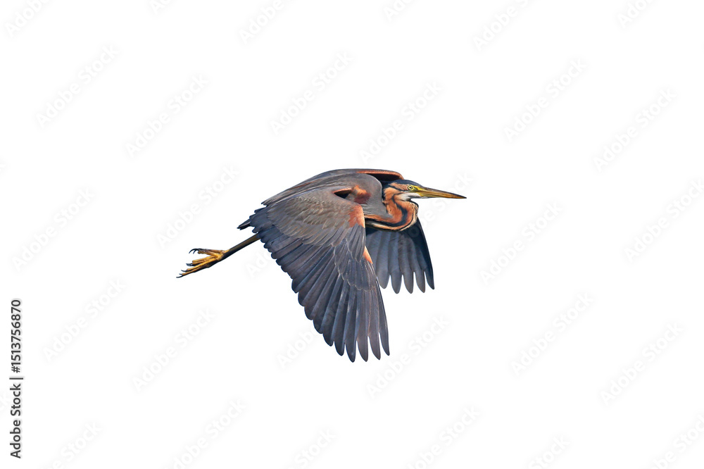 Obraz premium An adult purple heron (Ardea purpurea) in breeding plumage photographed in the reeds and in flight isolated on white background