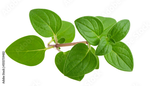 Verdant oregano sprig displaying textured leaves, revealing rich green coloration and botanical nuances against transparent backdrop