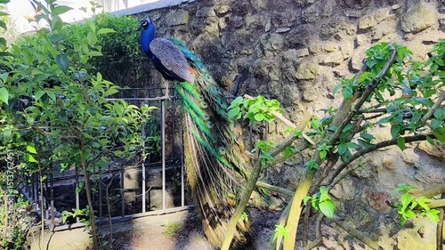 Beautiful colorful peacock in the botanical garden of Lisbon at the Sao Jorge Castle in Portugal. The Indian peafowl, peacock (Pavo cristatus)