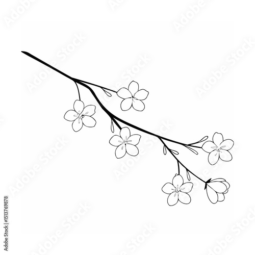Elegant black and white cherry blossom branch design vector illustration on white background