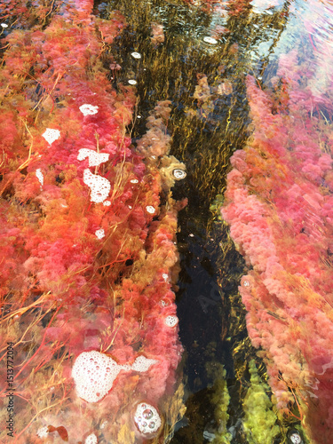 Caño Cristales is a river in Colombia that is located in the Sierra de la Macarena, in the department of Meta. It is considered by many as the “Most Beautiful River in the World”