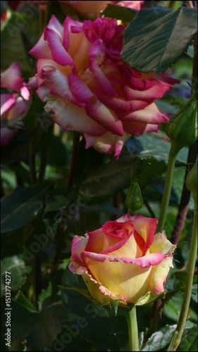 Beautiful fresh delicate yellow multi-colored roses in the garden.  Floriculture. Close-up.