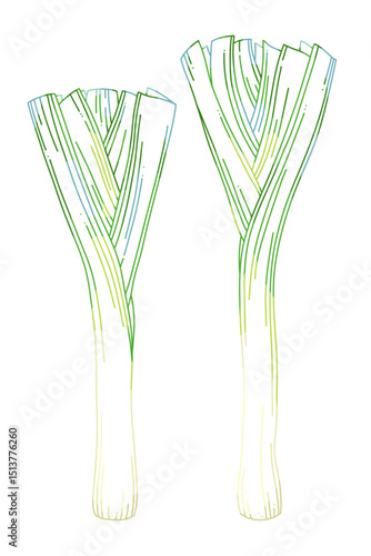 Two Fresh Hand-Drawn Leeks Vector