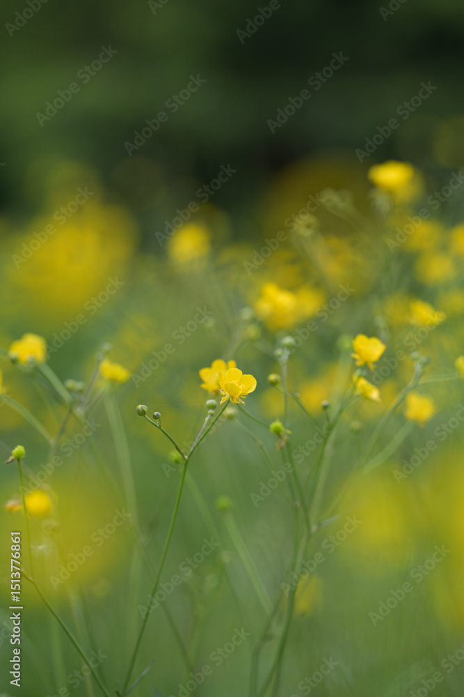 Obraz premium Yellow wildflowers in the forest 