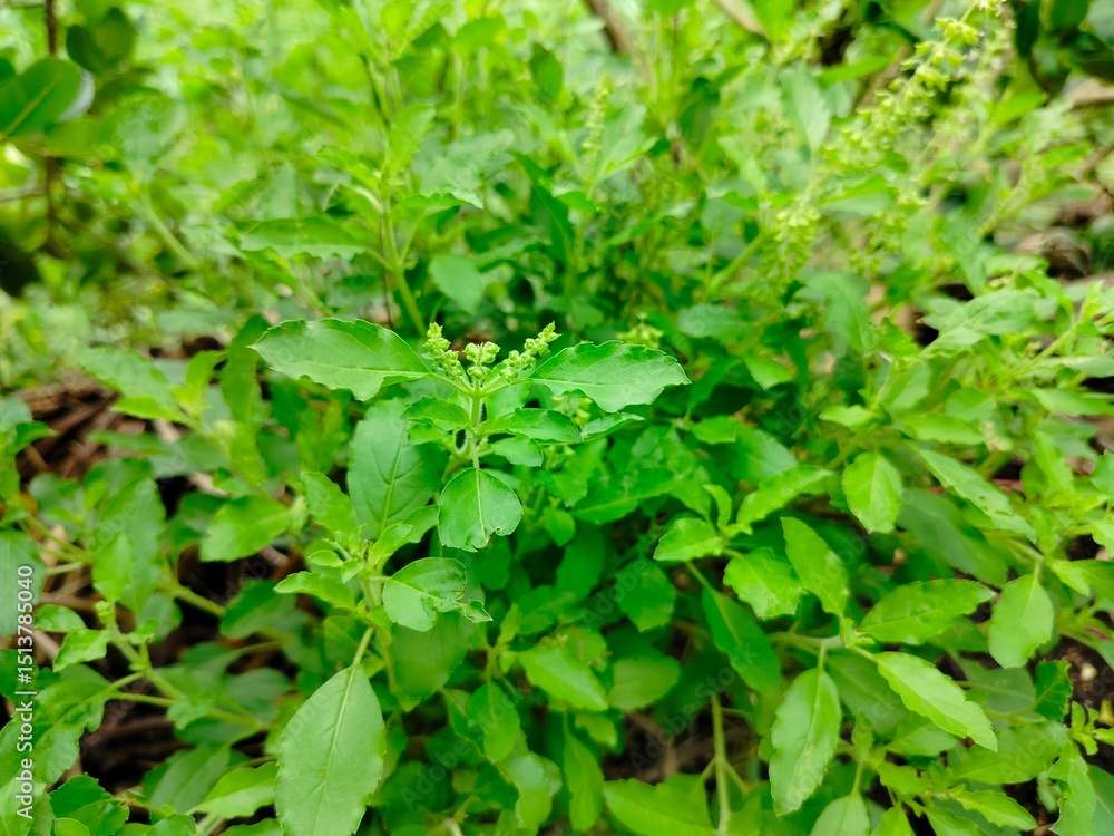green leaves background green leaves background
