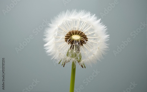 Wallpaper Mural Closeup of a White Dandelion Seed Head Against a Gray Background. High quality Torontodigital.ca