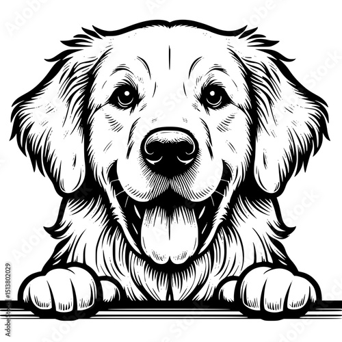 Golden Retriever Peeking Dog Vector Illustration Isolated on White