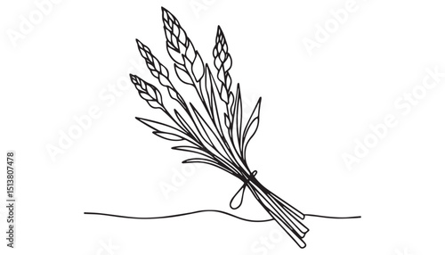 Continuous one single minimal line drawing Asparagus vegetable 
