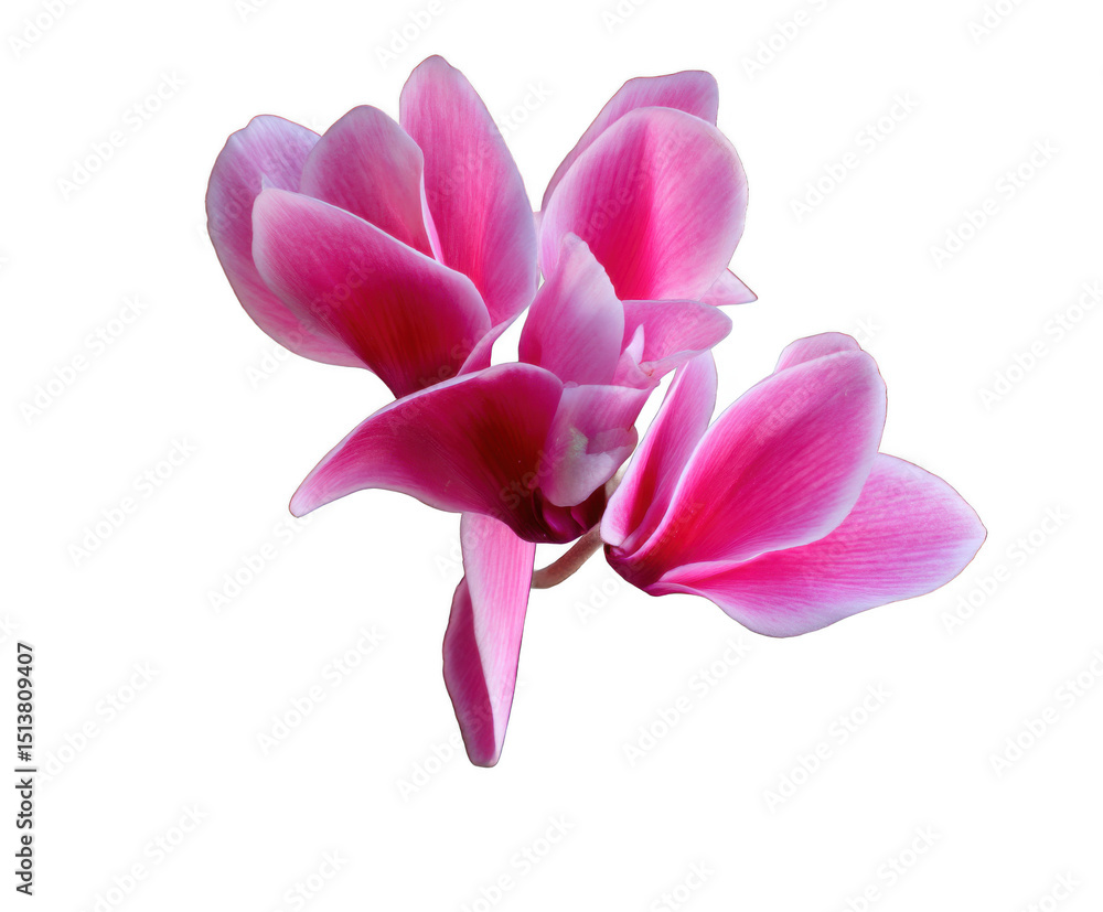 Fototapeta premium Vibrant Pink Cyclamen Flower Close-Up A Stunning Floral Image