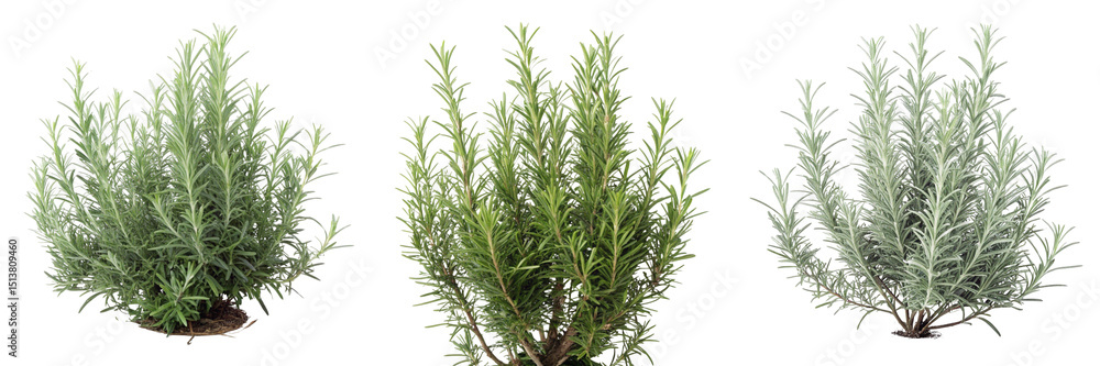 Fototapeta premium Set of rosemary plant bush isolated on a transparent background