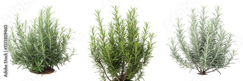 Set of rosemary plant bush isolated on a transparent background