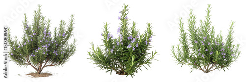 Set of rosemary plant bush with flowers isolated on a transparent background