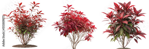 Set of Tropical Red foliage plant bush isolated on a transparent background