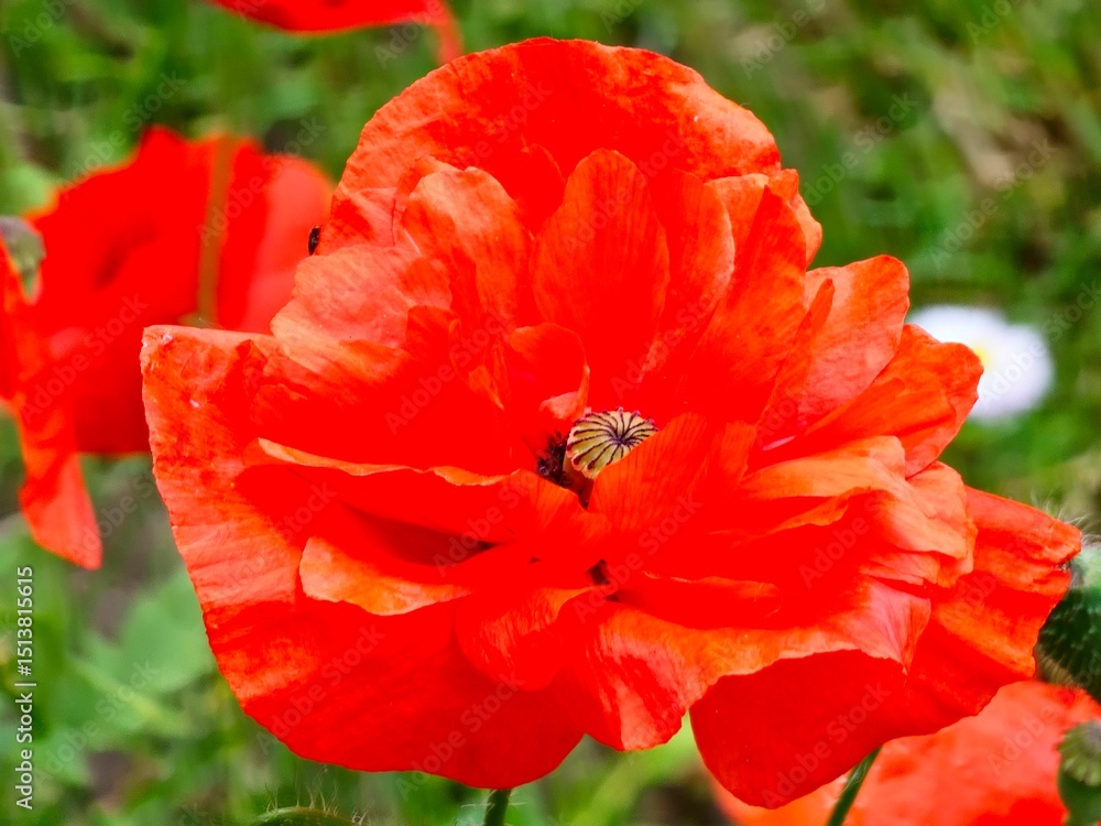 Flower Papaver somniferum L Red poppy. Details Blooming Close-up. Background. Flower Papaver somniferum L Red poppy. Details Blooming Close-up. Background.