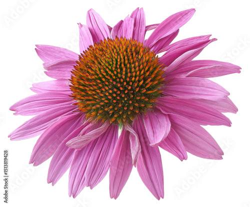 Vibrant Pink Echinacea Flower Close-Up Detailed Image of a Blooming Coneflower