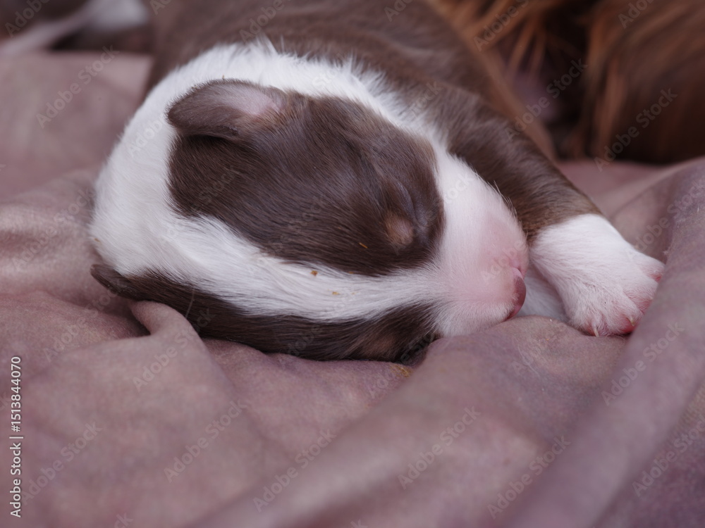 Brown and white puppy is sleeping on a bed Brown and white puppy is sleeping on a bed