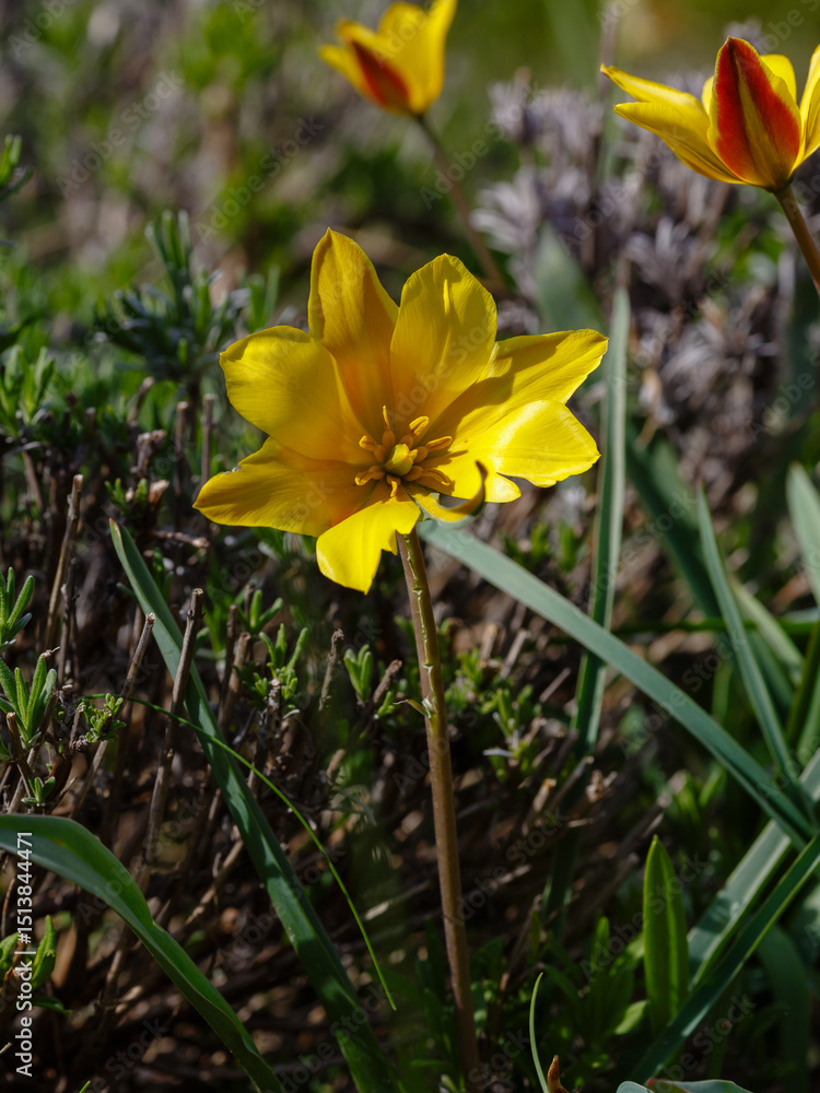 Obraz premium Tulipa iliensis (syn. Tulipa thianschanica), the cowslip-scented tulip, is a species of flowering plant in the family Liliaceae