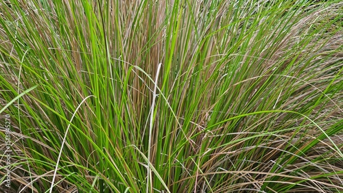 Vibrant Grasses: An up-close perspective of slender green grasses creating a natural, textural pattern, showcasing nature's detailed beauty in a stunning display.