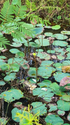 Lillypads in water: A serene scene of lily pads floating peacefully on the calm water, the image captures the delicate balance and beauty of nature. 