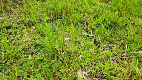Green grass field with fresh natural texture and dew drops