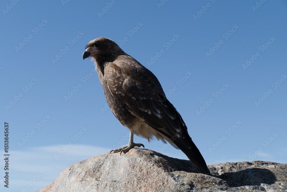Fototapeta premium wild bird in patagonia nature