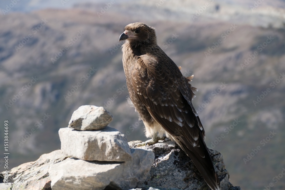 Fototapeta premium wild bird in patagonia nature