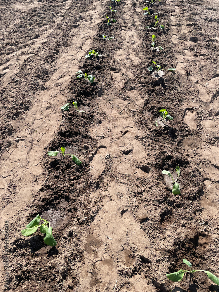 Freshly planted seedlings thrive in neatly arranged rows within a cultivated field under sunlight. Freshly planted seedlings thrive in neatly arranged rows within a cultivated field under sunlight.
