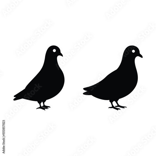 two pigeons isolated on white background