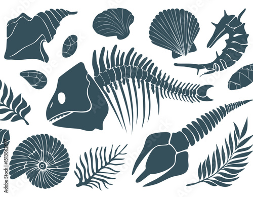 Fossil vector. Archeologic fossil dig set. Dinosaur dino foot, sea animal, fish skeleton, plant, shell. Ancient stone. Evolution rock prehistoric art.fossil, dinosaur, archaeology, illustration, 