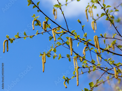 Birch blossoms in spring. Catkins with pollen during the flowering of birch in spring time. Allergy to birch pollen