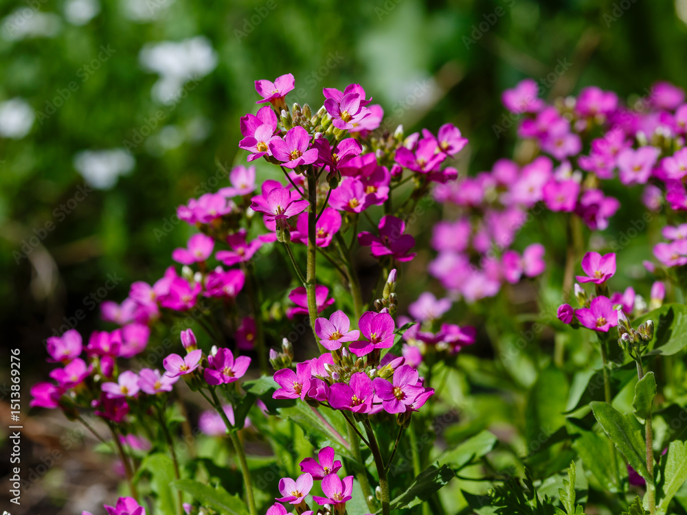 Fototapeta premium Arabis caucasica , or Caucasian rock cress ( Latin- Arabis caucasica ) is a species of flowering plant of the cabbage family ( Brassicaceae ), known under the common name rock cress , mountain cress o