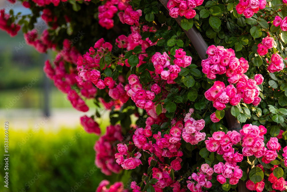 Obraz premium climbing roses in the park