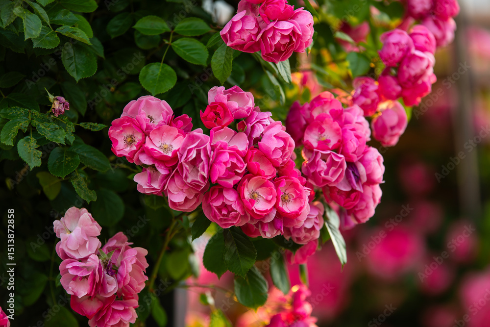 Fototapeta premium climbing roses in the park