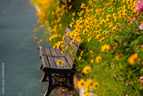 Photography tickseed flowers and empty bench in the park