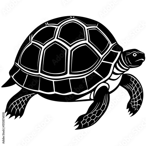 turtle vector with isolated white background 