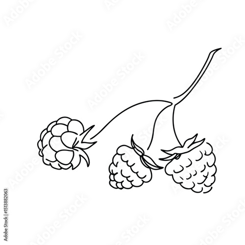 Simple black line drawing of a raspberry branch with three berries isolated on white