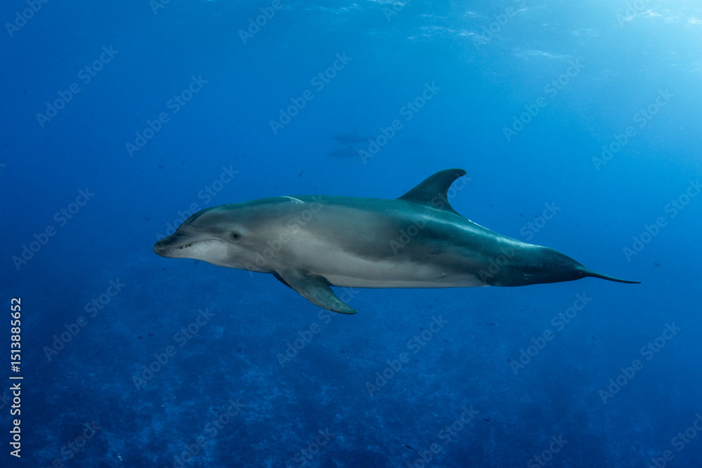 Dolphin, French Polynesia Dolphin, French Polynesia
