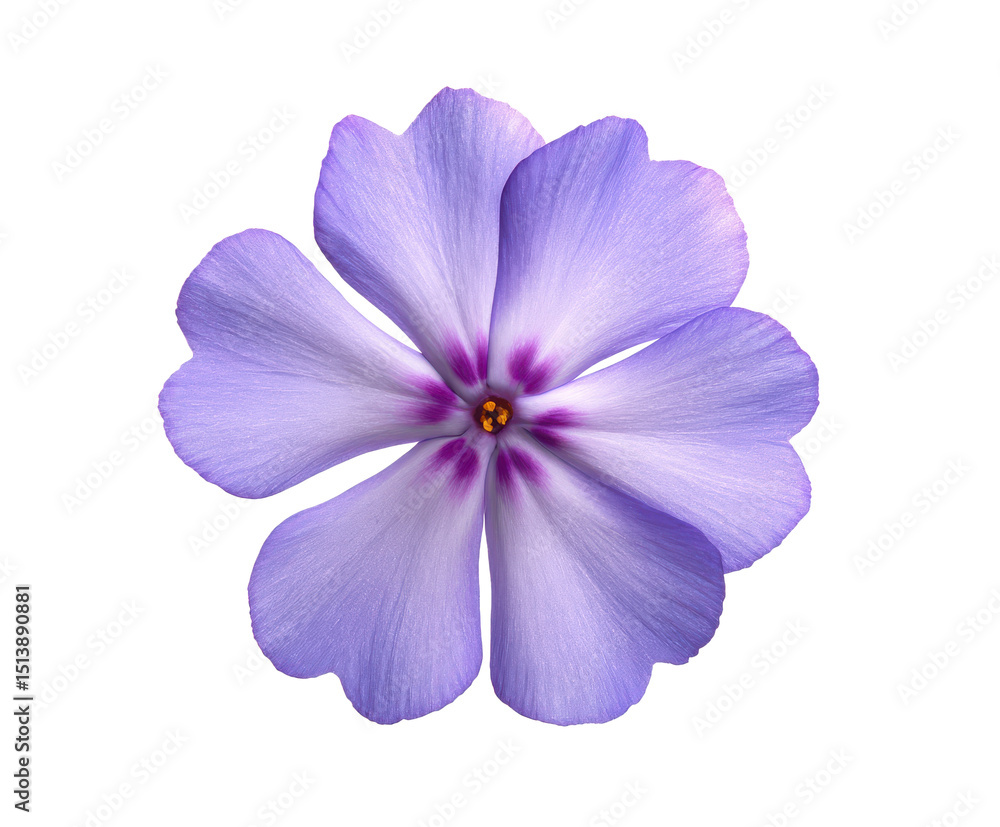 Close-up of a Delicate Light Purple Flower with Five Petals Isolated on White Background Close-up of a Delicate Light Purple Flower with Five Petals Isolated on White Background