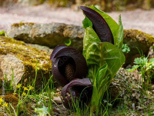 Symplocarpus foetidus, commonly known as skunk cabbage or eastern skunk cabbage (also swamp cabbage, clumpfoot cabbage, or meadow cabbage, foetid pothos or polecat weed), is a low-growing plant tha