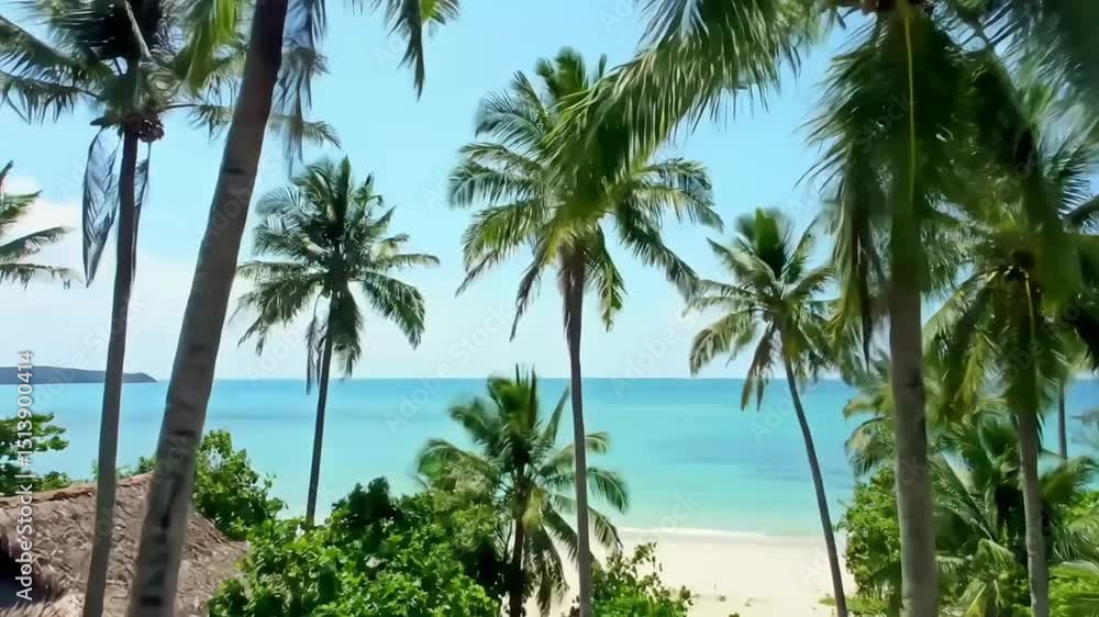 palm trees on the beach palm trees on the beach