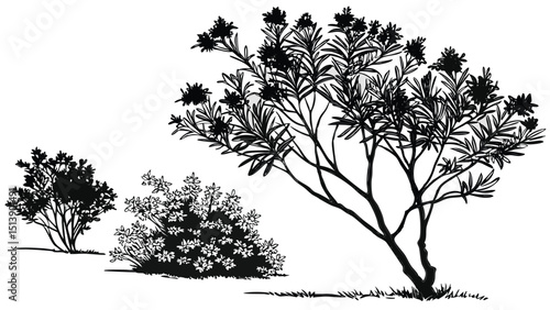 Silhouette of oleander trees and bushes