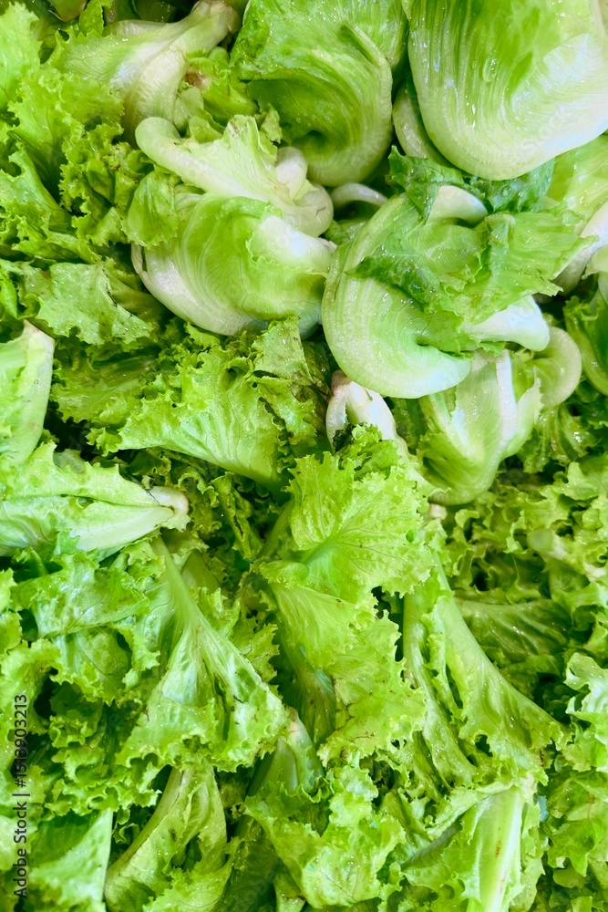 Close-up of fresh green organic lettuce leaves, including romaine and butterhead lettuce, displayed together. Freshly harvested. Close-up of fresh green organic lettuce leaves, including romaine and butterhead lettuce, displayed together. Freshly harvested.