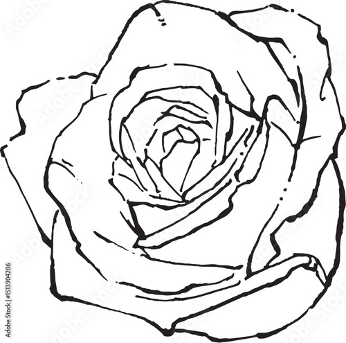 Black and white line vector illustrations, various hand-drawn plant materials