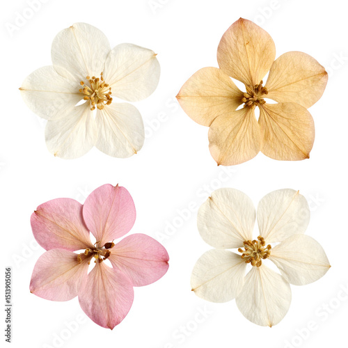 Wallpaper Mural Four dried and pressed wild flowers isolated on a transparent background; PNG Torontodigital.ca