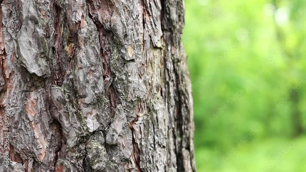 Pine tree bark close-up. Summer in the forest. Tree close-up. Close-up of pine tree bark in the forest for natural background. Nature. Details. Focus on the pine tree trunk with a blurred background Pine tree bark close-up. Summer in the forest. Tree close-up. Close-up of pine tree bark in the forest for natural background. Nature. Details. Focus on the pine tree trunk with a blurred background