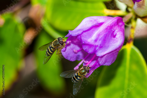 bee on a flower