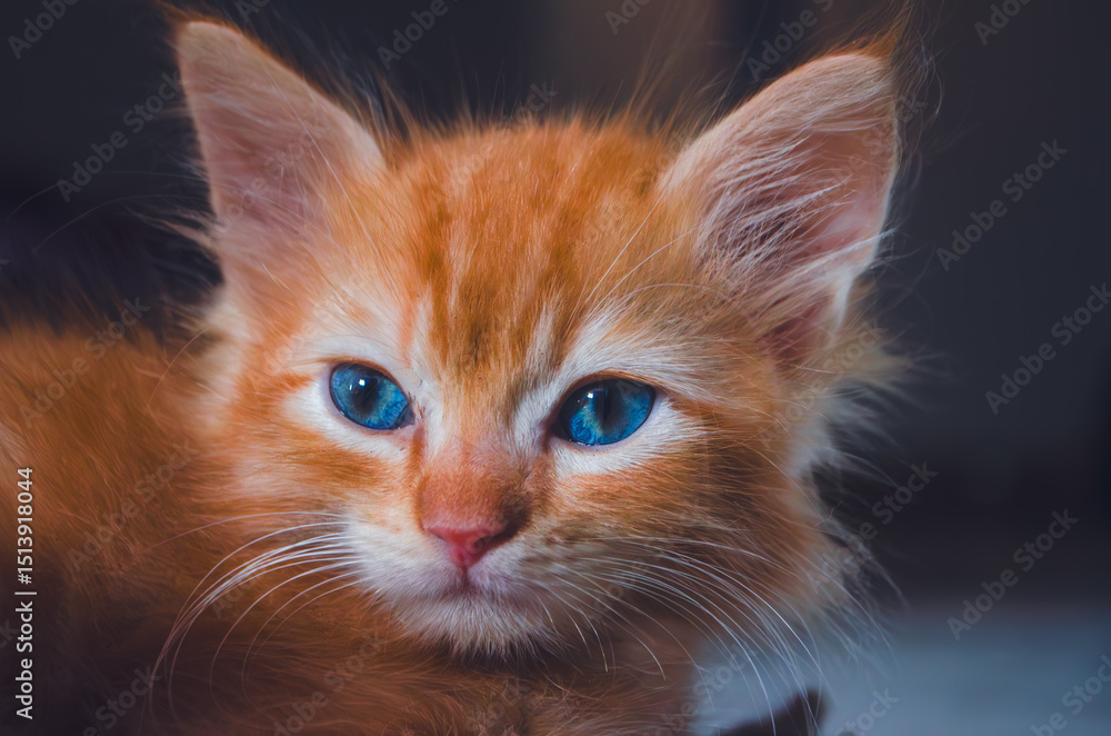 Adorable ginger kitten with bright blue eyes gazing intently at the camera, showcasing its fluffy fur and charming features. Adorable ginger kitten with bright blue eyes gazing intently at the camera, showcasing its fluffy fur and charming features.