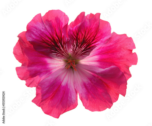 Vibrant Pink Geranium Flower Blossom Close-up Photography