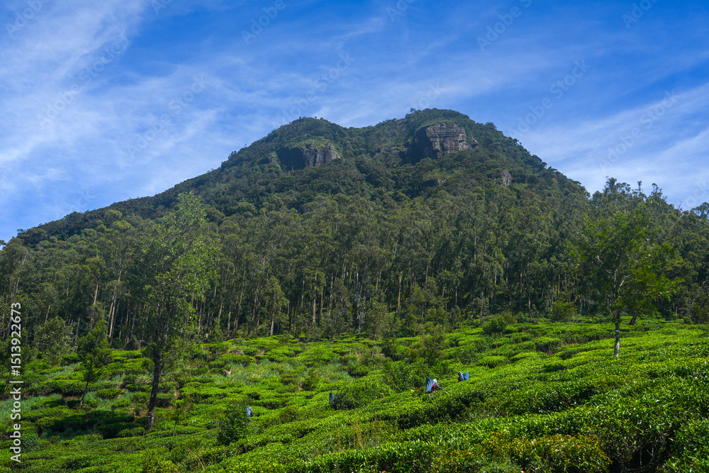 Fototapeta premium Nuwara Eliya tea plantation in Sri Lanka. Nuwara Eliya is the most important place for tea plantation and production in Sri Lanka. 