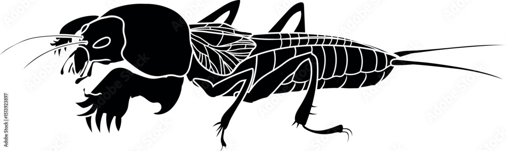 Fototapeta premium Black silhouette of mole cricket